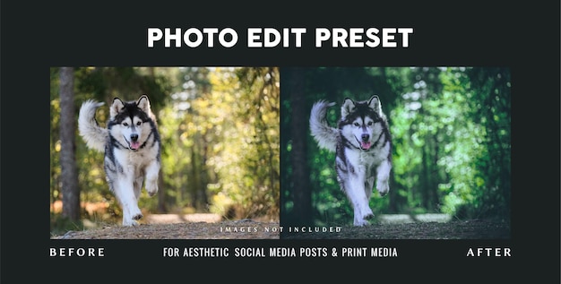 Photo edit preset filter for pet photography