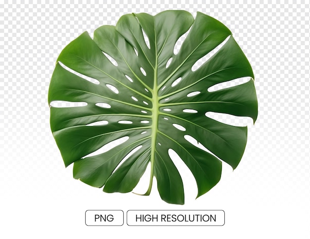 Photo of green monstera leaves transparent