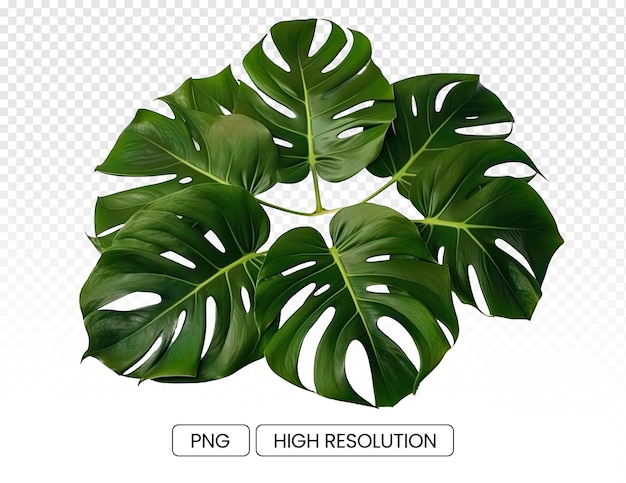 Photo of green monstera leaves transparent