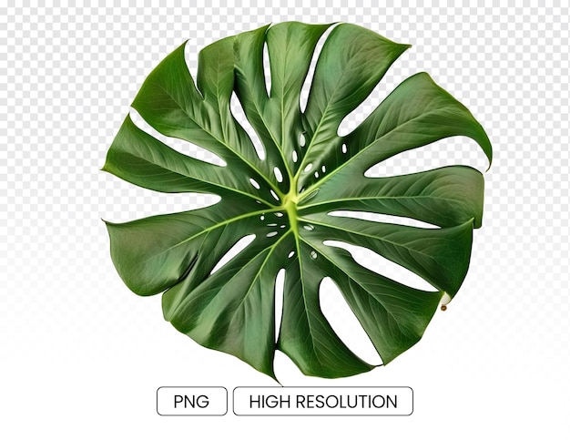 Photo of green monstera leaves transparent