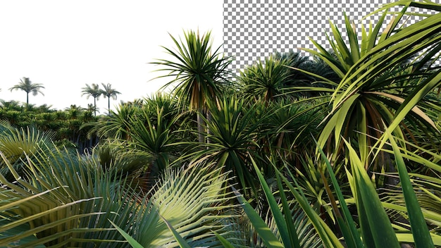 A photo of a palm tree in a forest with the text palm trees.