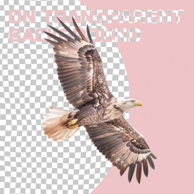 PSD a picture of a bald eagle with a pink background that says  bald eagle