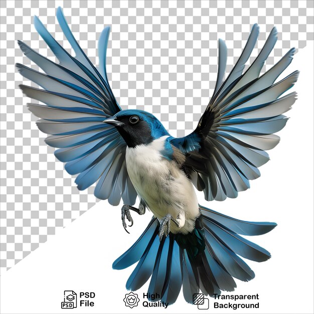 PSD a picture of a bird with a blue head and a white background with a blue head