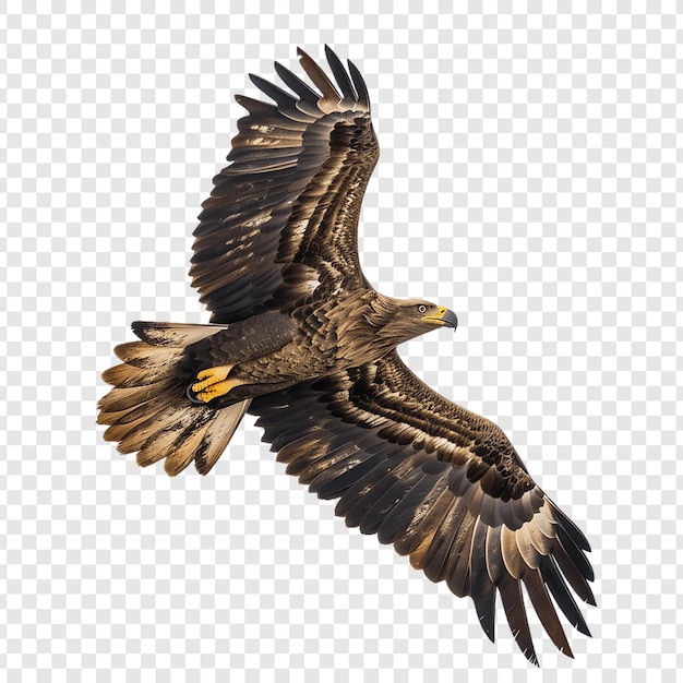 a picture of a bird with a yellow beak and the word eagle on it