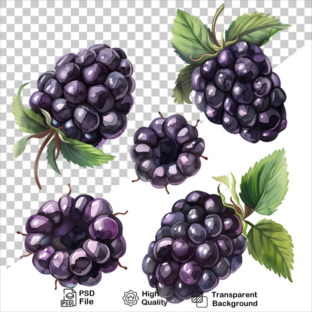 PSD a picture of a black and purple blackberry with a green leaf