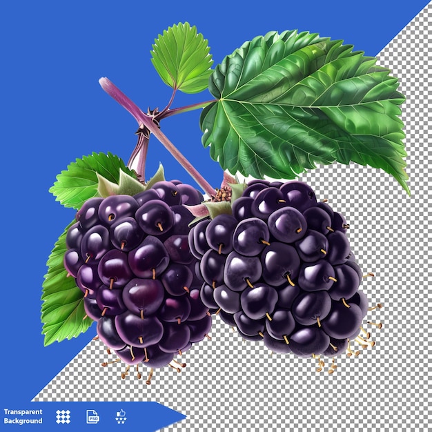 a picture of a bunch of grapes with a picture of a green leaf