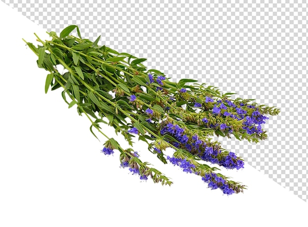 a picture of a bunch of lavender flowers