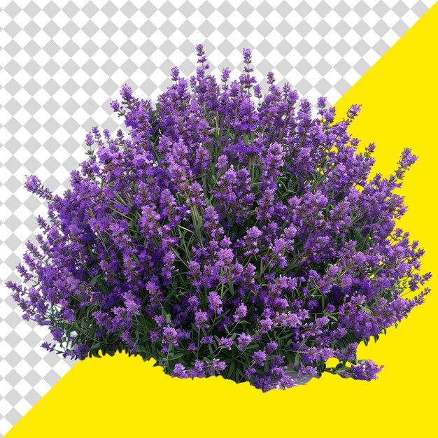 PSD a picture of a bush with a yellow background with a picture of lavender flowers