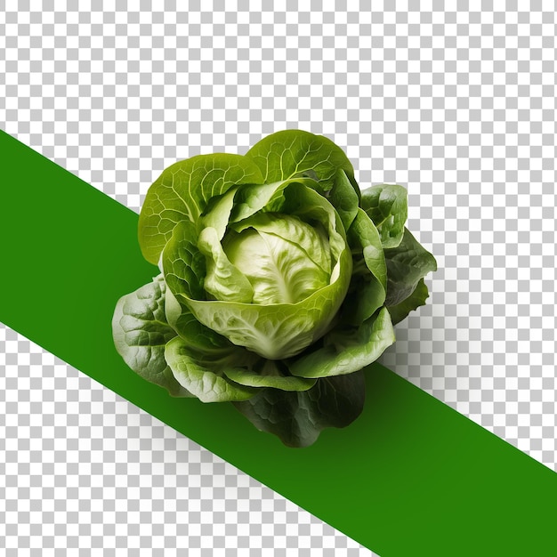 PSD a picture of a cabbage with a green border and a green border