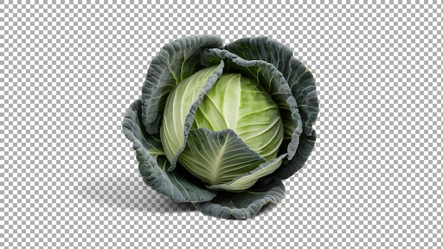 a picture of a cabbage with a green head of cabbage