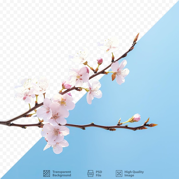 a picture of a cherry blossom tree with a blue background.