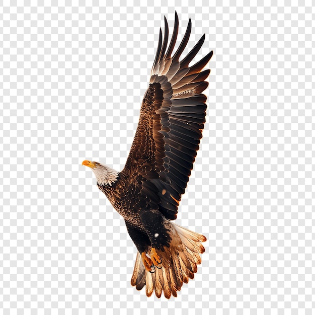 a picture of an eagle with a background of transparent paper and a black background