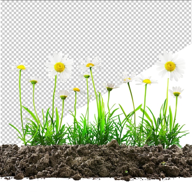 a picture of a field of daisies and daisies