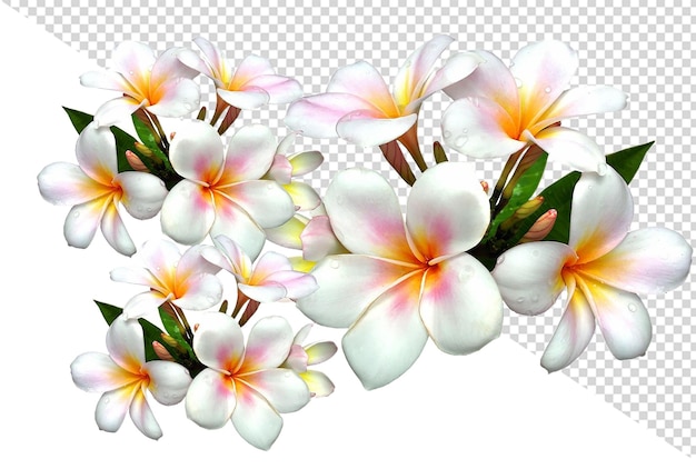 a picture of a flower with a white and pink flower