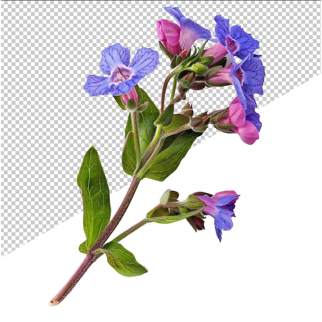 a picture of a flower with the word quot blue quot on it