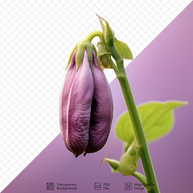 a picture of a flower with the word tulip on it