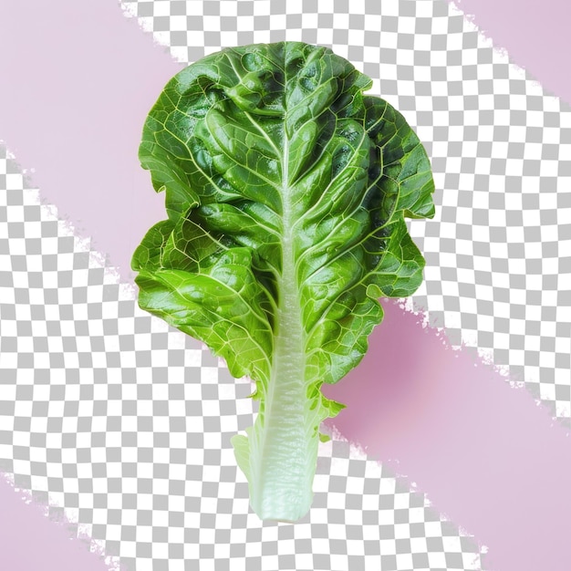 a picture of a lettuce on a pink background with a pink background