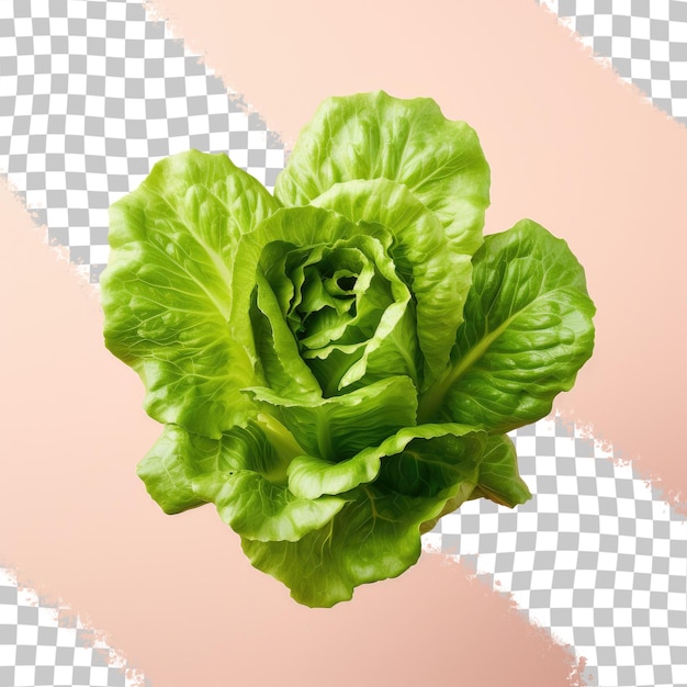 a picture of a lettuce with the background of the photo