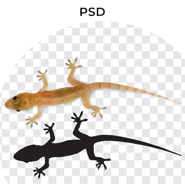 A picture of a lizard with the word psd on it