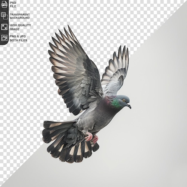 PSD a picture of a pigeon with the words free on it