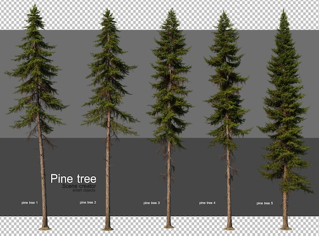 PSD a picture of pine trees that are labeled pine trees