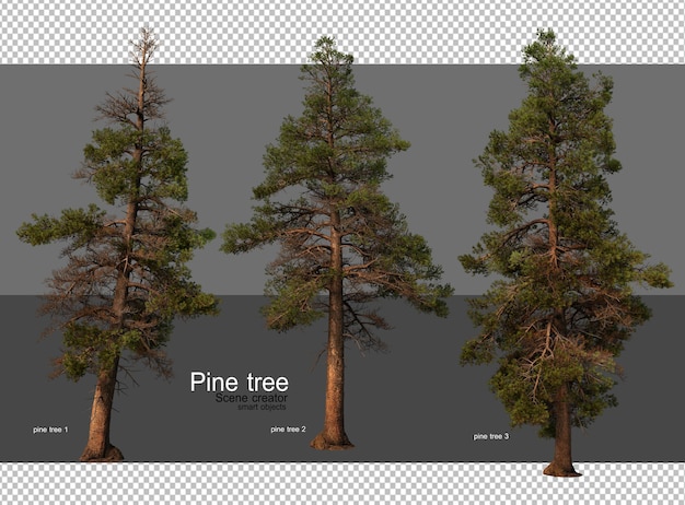 PSD a picture of pine trees with a picture of a pine tree on it