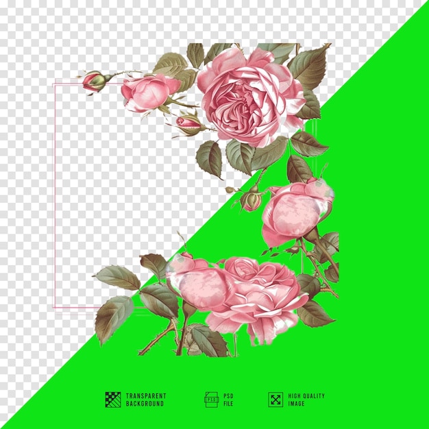 a picture of a pink roses with green background