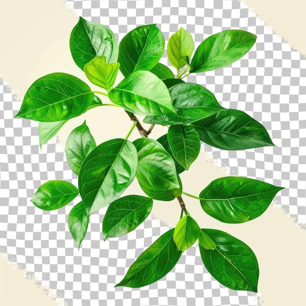 a picture of a plant with green leaves and the word leaf on it