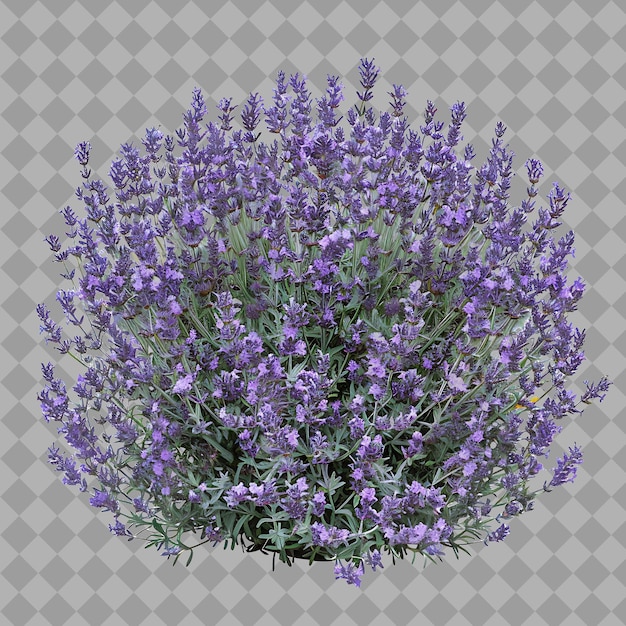 PSD a picture of a plant with purple flowers