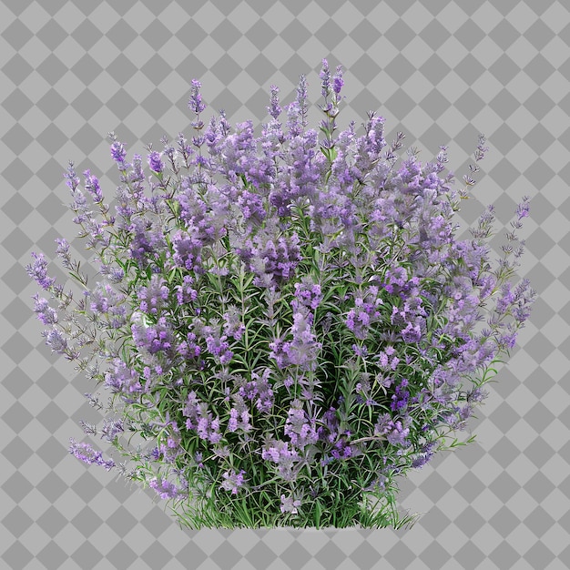 PSD a picture of a plant with purple flowers