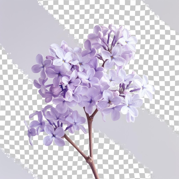 PSD a picture of a purple flower with the word quot bloom quot on the bottom