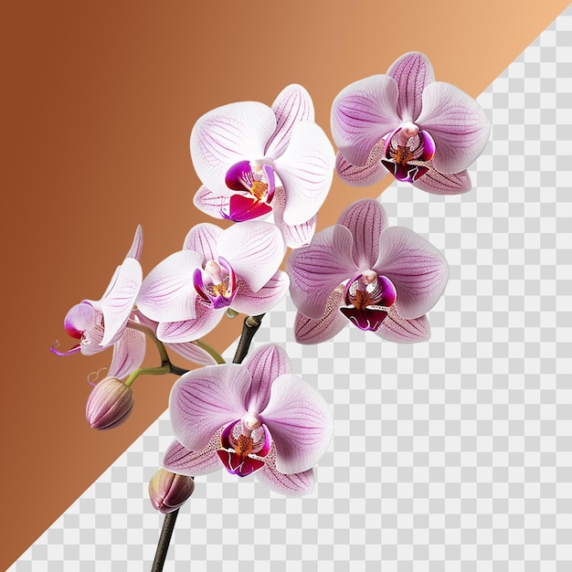 a picture of a purple and white orchid with a brown background