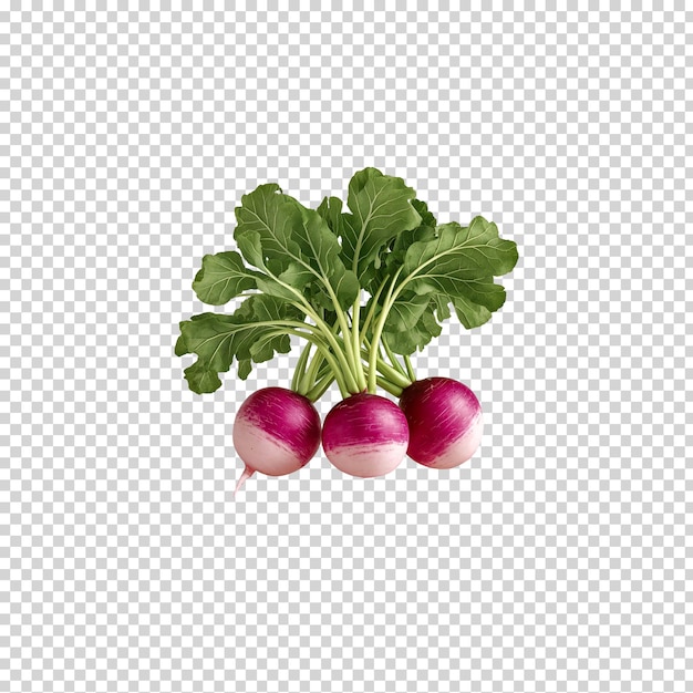 a picture of radishes and radish on a transparent background