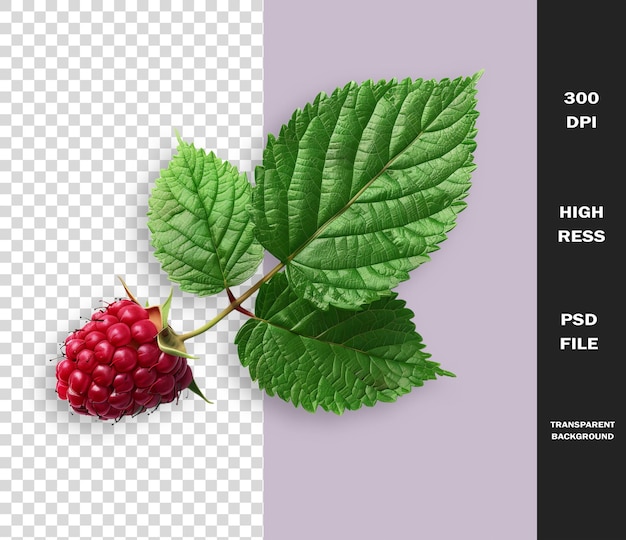 a picture of a raspberry and a picture of a leaf