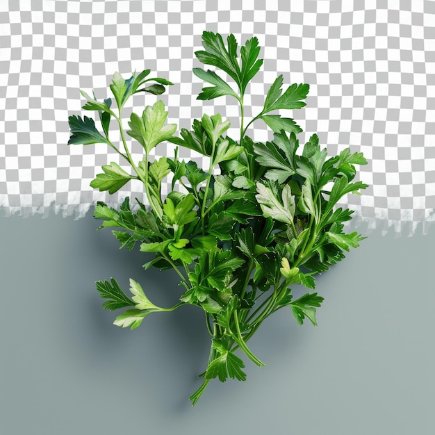 a picture of a sprig of parsley on a gray background