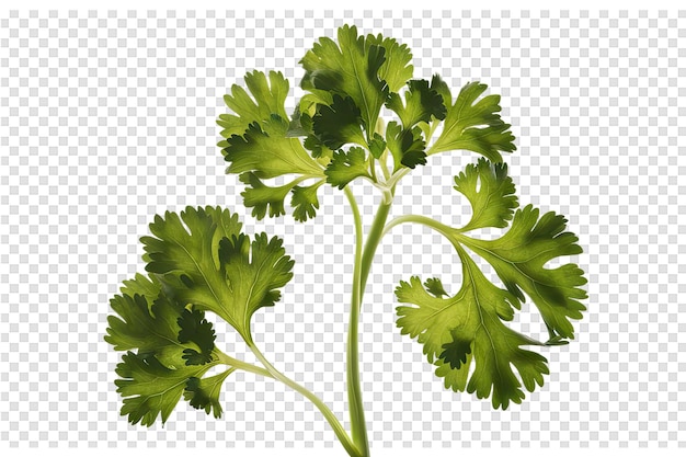 a picture of a sprig of parsley