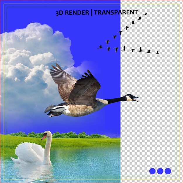 PSD a picture of swans in the sky with the words quot dk quot on it