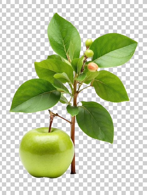 PSD a picture of a tree with green apples on a transparent background