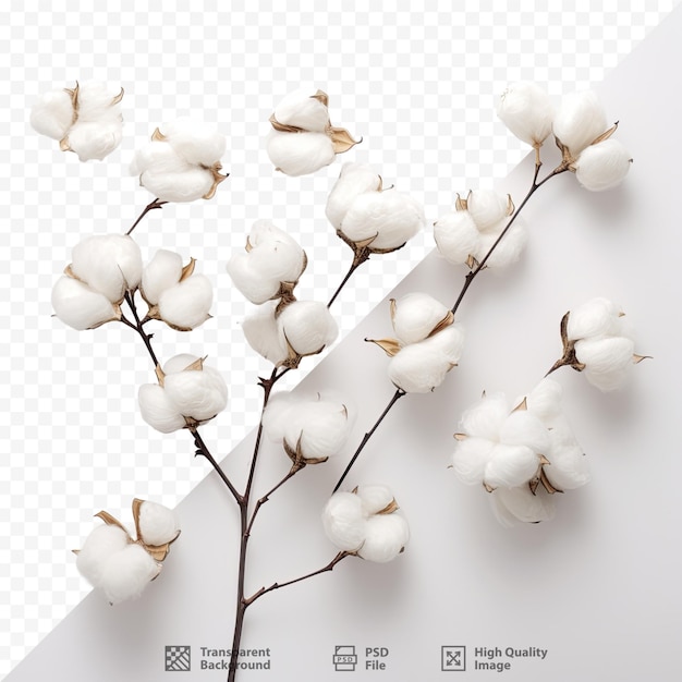 a picture of a white cotton with the word milk on it.