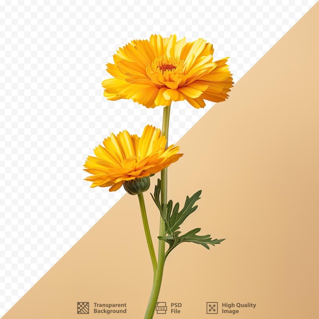 a picture of yellow flowers with the words " the name of the company ".