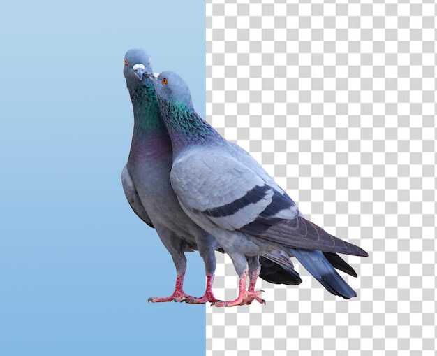 Pigeon bird, a pigeon and a pigeon transparent background png clipart