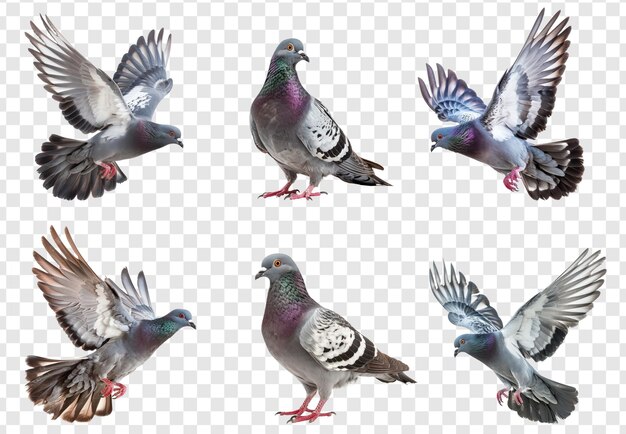 PSD pigeon fly full body isolate on transparency background psd