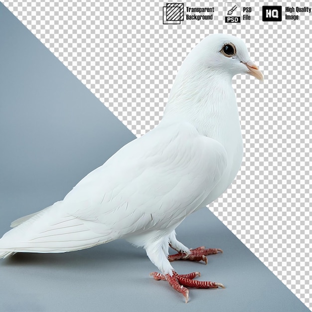 Pigeon Full Body on Transparent Background