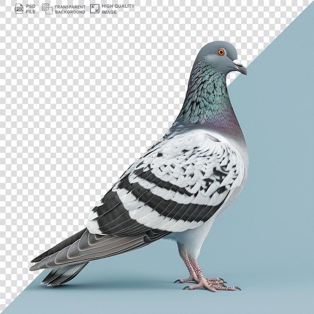 Pigeon isolated on transparent background png psd