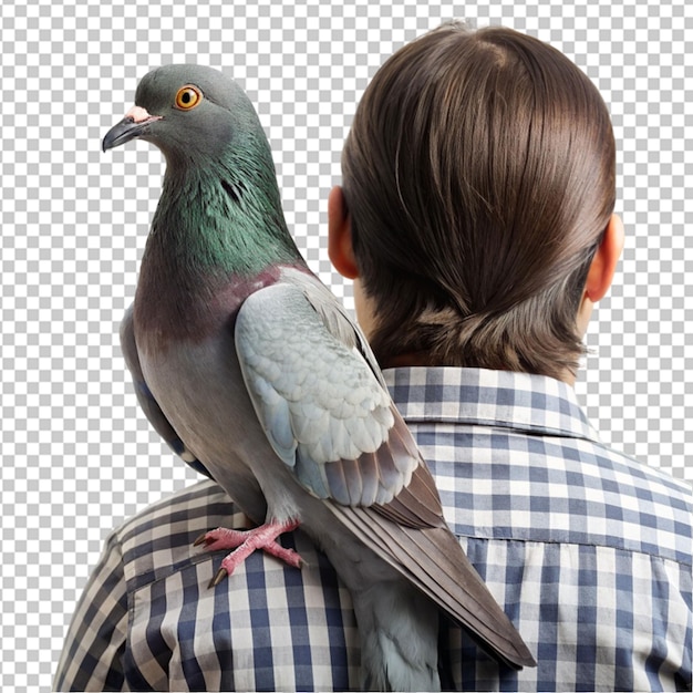 PSD pigeon sitting on human shoulder o n transparent background