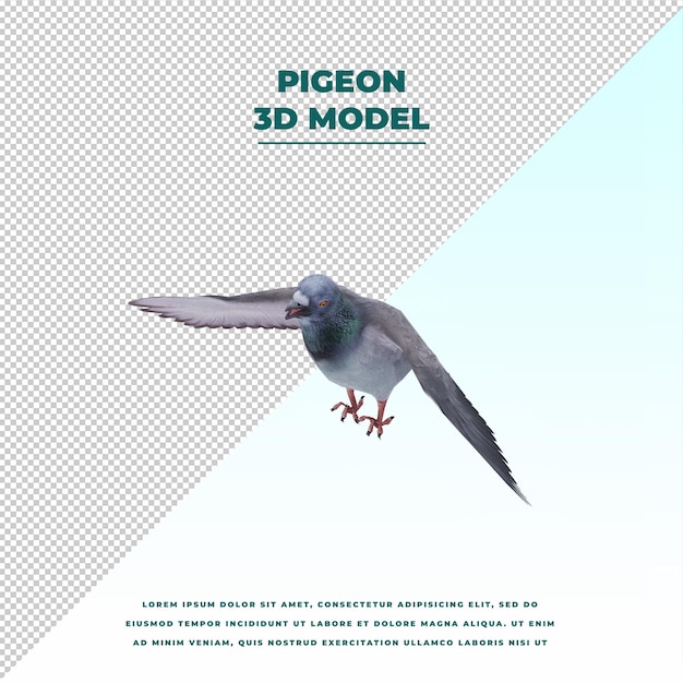 Pigeon