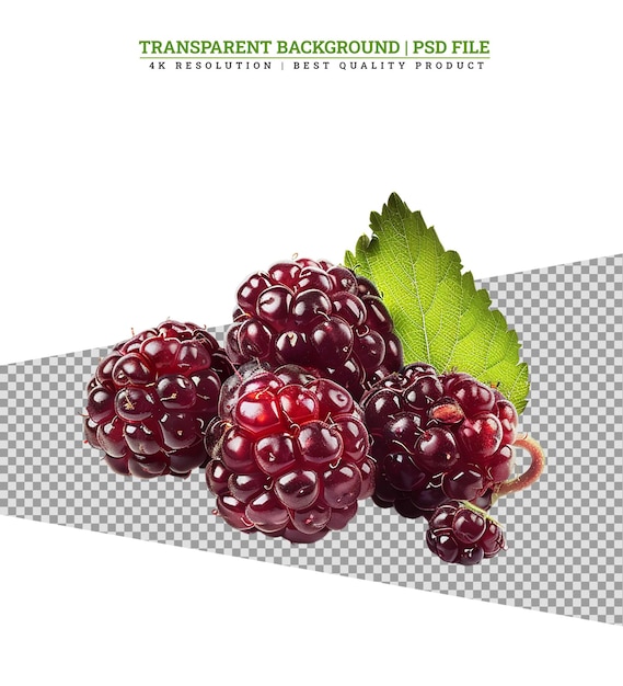 Pile of the fresh cultivated red raspberries and raspberry branch with leaves on a light background