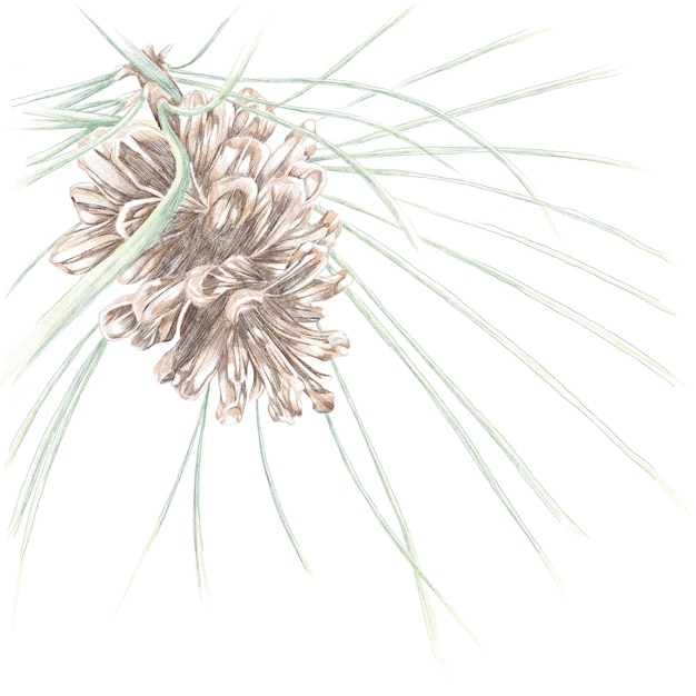 Pine cone pencil illustration