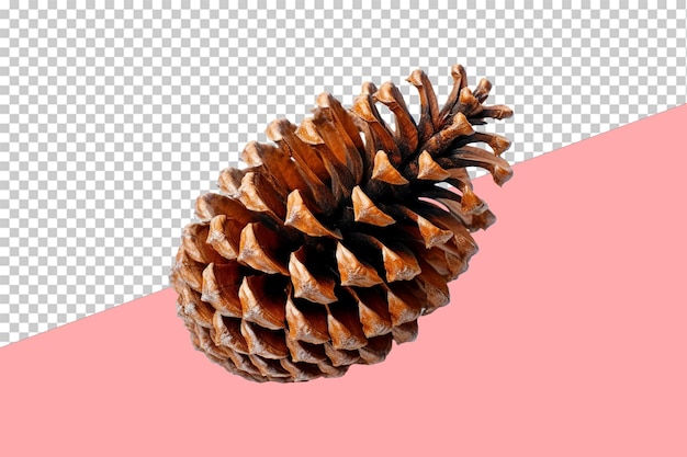 Pine cone transparent background