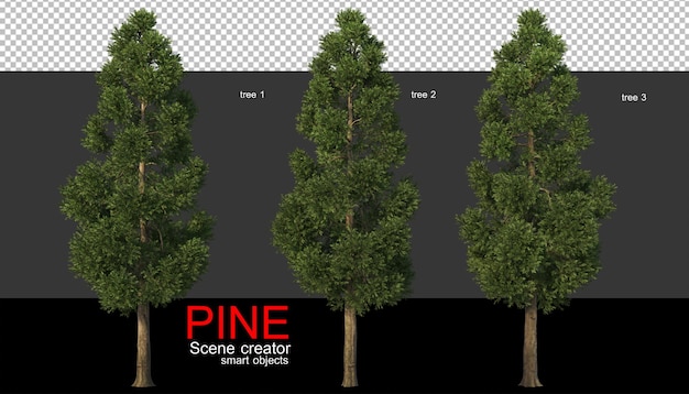 Pine trees of various sizes